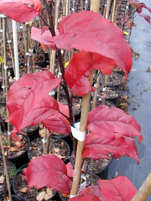PRAIRIFIRE CRABAPPLE