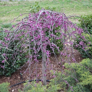 RUBY FALLS WEEPING REDBUD
