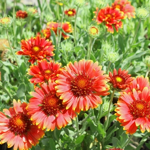 RED SUN BLANKET FLOWER