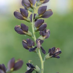 DECADENCE® DUTCH CHOCOLATE FALSE INDIGO