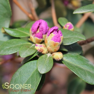 ABBEY'S RE-VIEW® RHODODENDRON