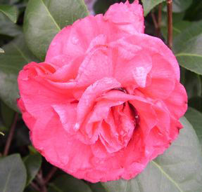 ACK-SCENT CAMELLIA