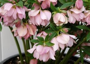 COTTON CANDY WINTER JEWELS™ LENTEN ROSE