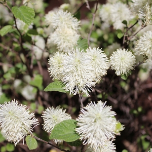 BLUE MIST WITCH ALDER