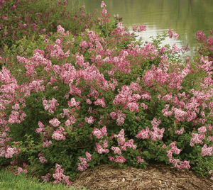 SCENT AND SENSIBILITY™ PINK LILAC