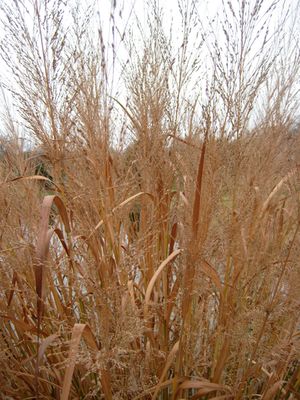 DALLAS BLUES SWITCH GRASS