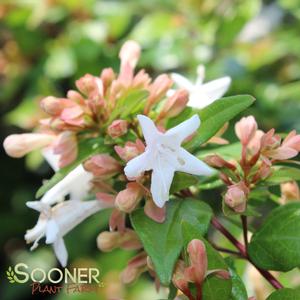 ETERNAL SUNSHINE™ ABELIA