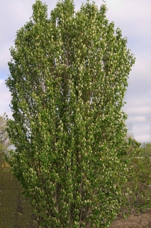 STANDING OVATION™ SERVICEBERRY