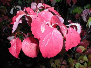 WHITE FLOWERING DOGWOOD