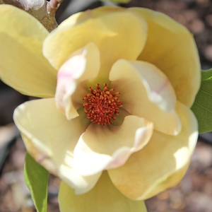 SUNSATION MAGNOLIA