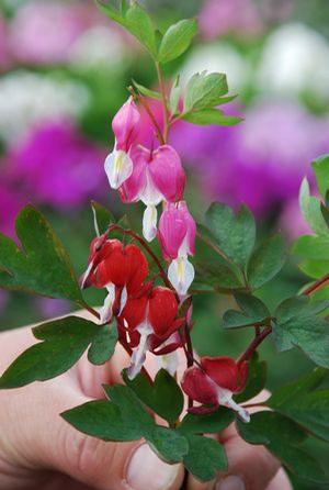 VALENTINE BLEEDING HEART
