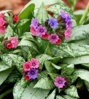 SILVER BOUQUET LUNGWORT