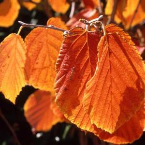 JELENA WITCH HAZEL