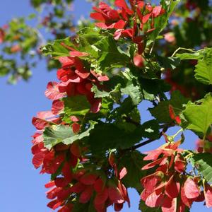 HOT WINGS® TATARIAN MAPLE