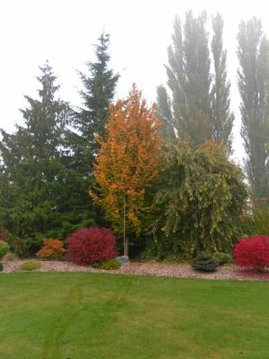 GOLDEN BELLTOWER™ IRONWOOD