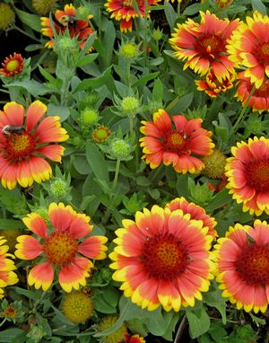 ARIZONA SUN BLANKET FLOWER