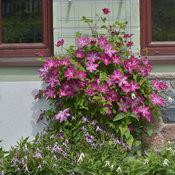 VIVA POLONIA CLEMATIS