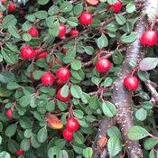 LITTLE DIPPER® COTONEASTER