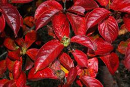 KOREAN STEWARTIA