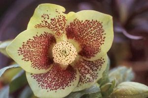 SUNSHINE SELECTIONS LENTEN ROSE