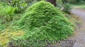 EMERALD LACE UPRIGHT JAPANESE MAPLE