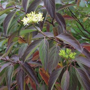 RED ROVER® SILKY DOGWOOD
