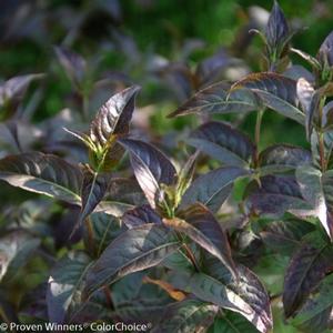 KODIAK® BLACK BUSH HONEYSUCKLE