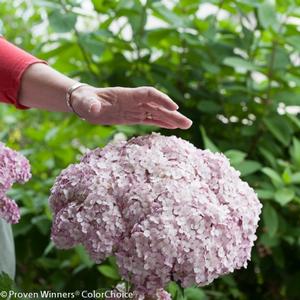 INCREDIBALL® BLUSH HYDRANGEA