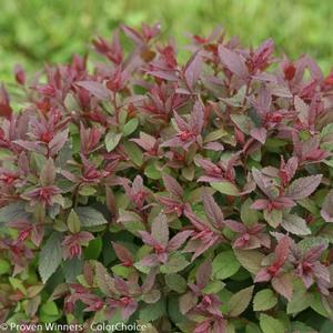 DOUBLE PLAY® PINK SPIRAEA