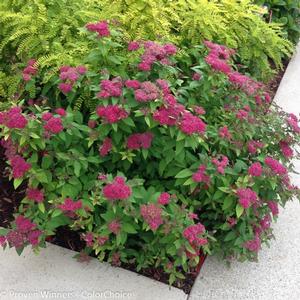 DOUBLE PLAY® RED SPIRAEA