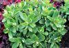 TOUCHDOWN BREEZE SEDUM