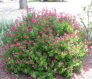 PINK PREFERENCE AUTUMN SAGE