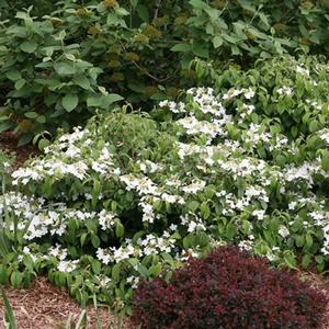 WABI-SABI® DOUBLEFILE VIBURNUM
