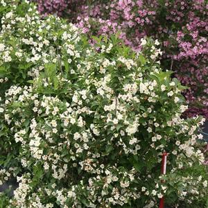 CZECHMARK SUNNY SIDE UP® WEIGELA