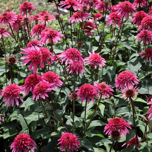 SUPREME™ ELEGANCE CONEFLOWER