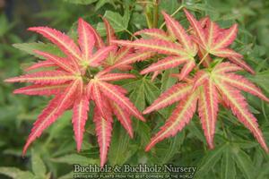 WILSON'S PINK DWARF UPRIGHT JAPANESE MAPLE
