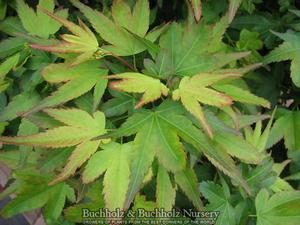 KOTO MARU DWARF UPRIGHT JAPANESE MAPLE