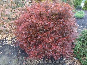 KURO HIME DWARF UPRIGHT JAPANESE MAPLE