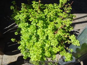 BABY BUTTONS VINE MAPLE