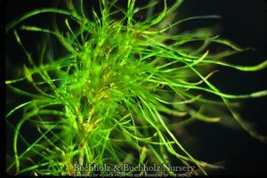 FAIRY HAIR DWARF UPRIGHT JAPANESE MAPLE
