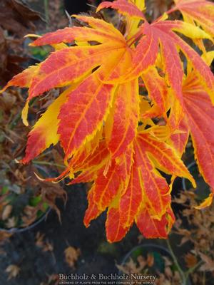 FESTIVAL UPRIGHT JAPANESE MAPLE