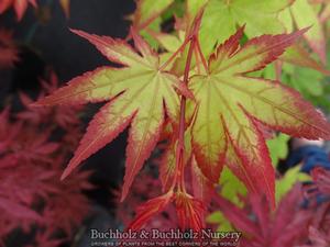 OGI TSUMA GAKI UPRIGHT JAPANESE MAPLE
