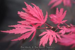 RAINBOW UPRIGHT JAPANESE MAPLE