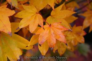 SATSUKI BENI UPRIGHT JAPANESE MAPLE