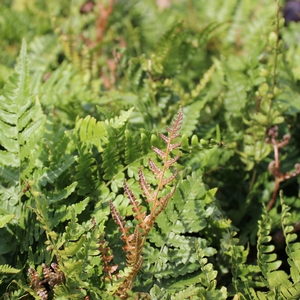 AUTUMN FERN