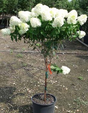 LIMELIGHT HYDRANGEA