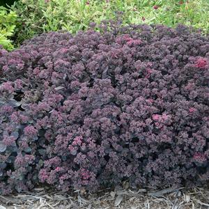 SUNSPARKLER® DAZZLEBERRY SEDUM