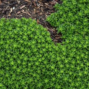 LITTLE MISS SUNSHINE SEDUM