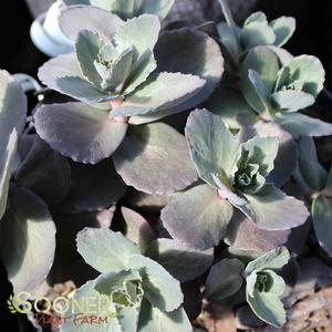 NIGHT EMBERS SEDUM