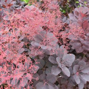 ROYAL PURPLE SMOKETREE